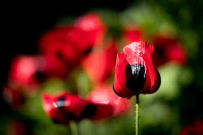 Close-up of red poppy blooming outdoors