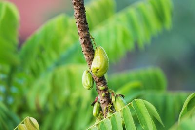 Sour fruit that comes from indonesia