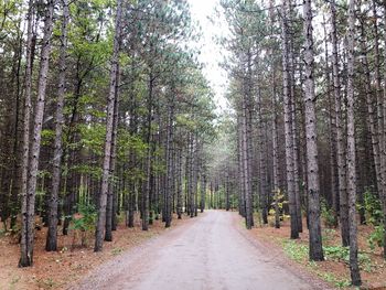 Road amidst trees in forest