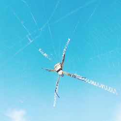 Low angle view of spider web against blue sky