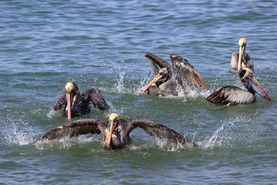 Ducks swimming in sea