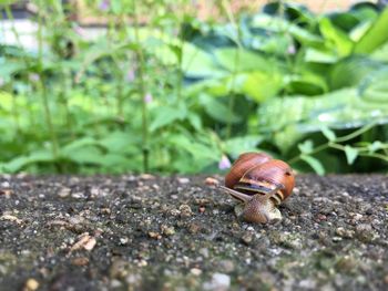 Close-up of snail on white surface