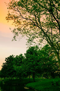 Trees in park against sky during sunset