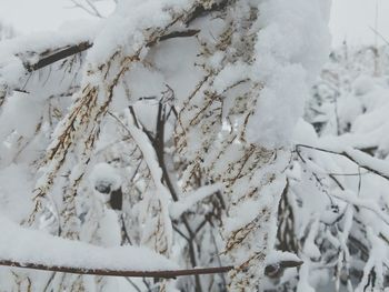 Close-up of snow covered landscape