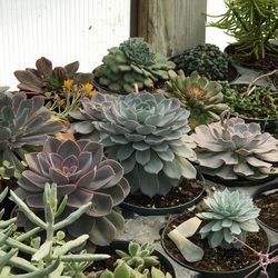 High angle view of potted cactus plant