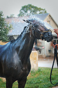 Close-up of horse drinking water