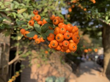 Close-up of orange fruits on tree