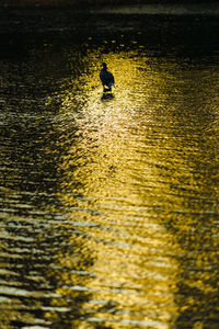 Silhouette man on boat in sea during sunset