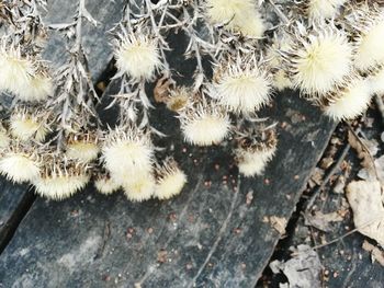 High angle view of cactus plants