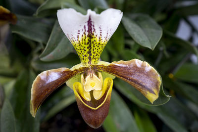 Close-up of flowering plant