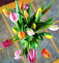 Close-up of multi colored tulips