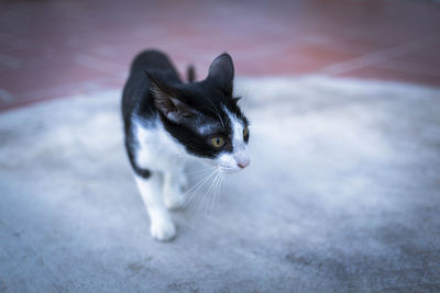 Cat looking away on floor