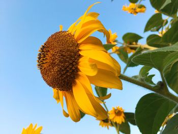 Low angle view of sunflower blooming against clear sky