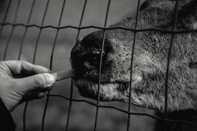 Close-up of hand feeding a horse