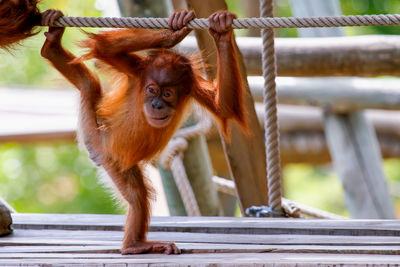 Young orangutan playing with rope at zoo