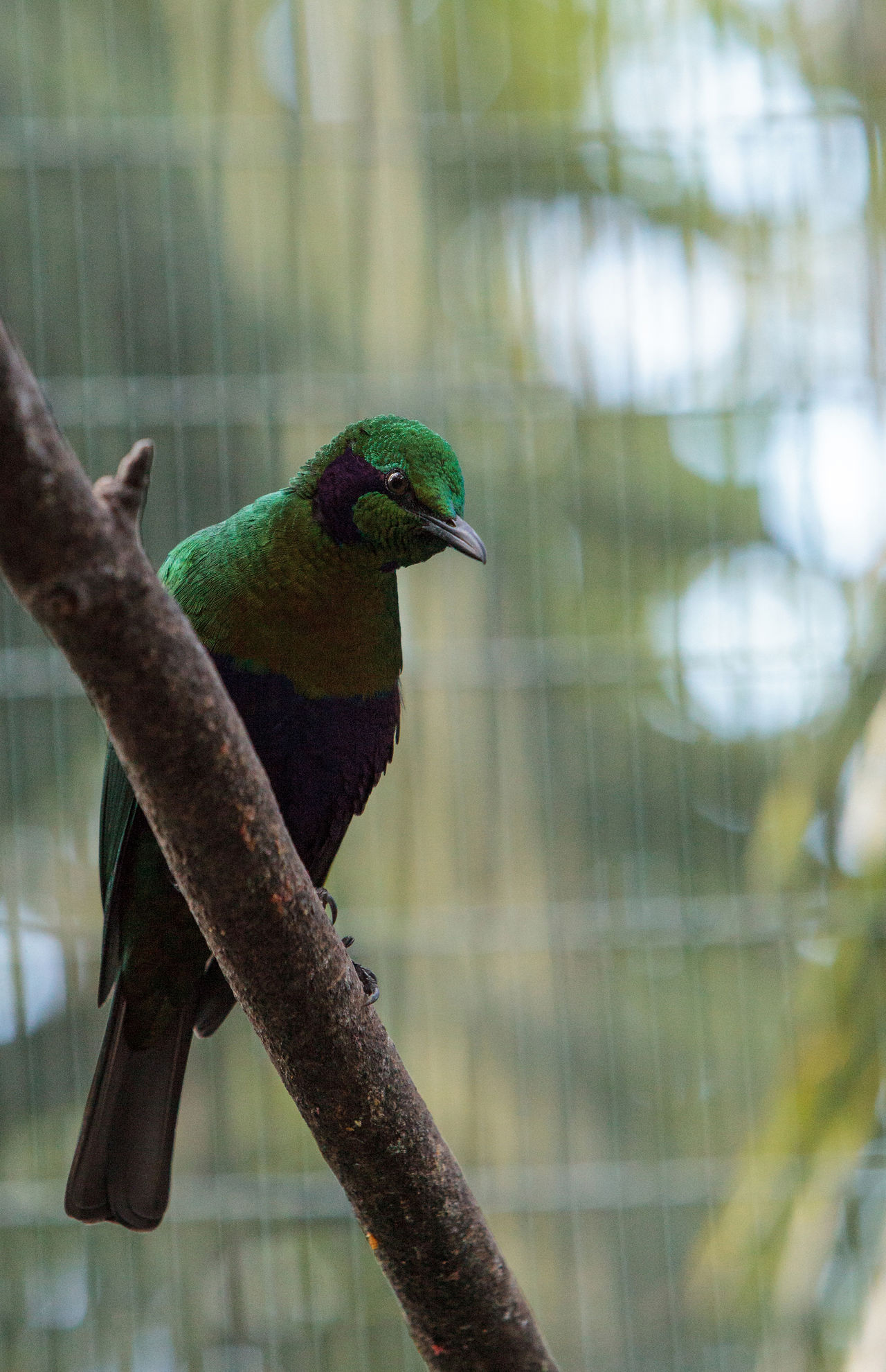 Emerald starling