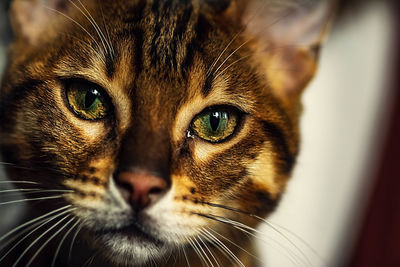 Close-up portrait of a cat