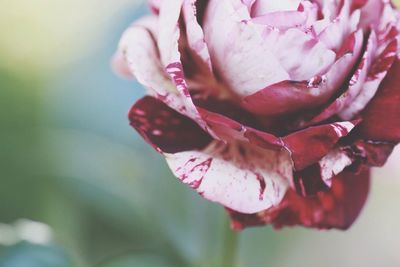 Close-up of pink flowers