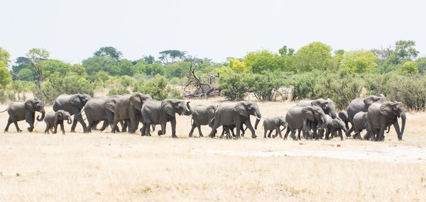 Elephants walking on ground