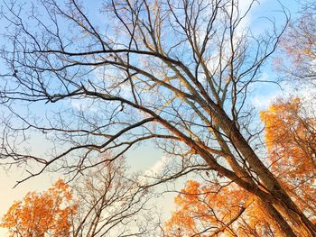 Low angle view of bare trees against sky