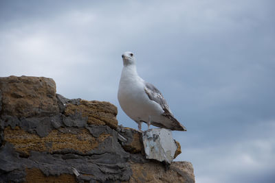 Low angle view of seagull perching on rock against sky