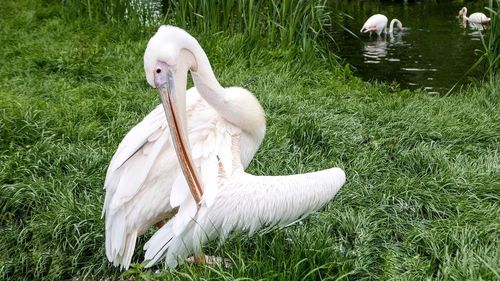 Close-up of swan on lake