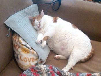 domestic cat