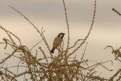 Low angle view of bird perching on branch