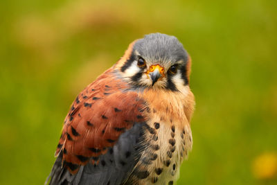 Common kestrel in the netherlands