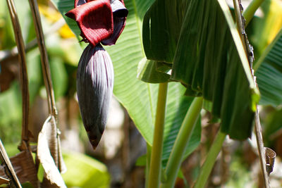 Banana flower in vegetable garden