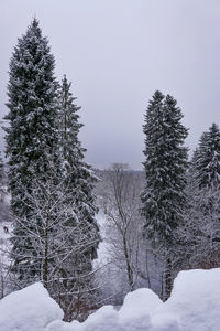 Snow covered trees on field against sky