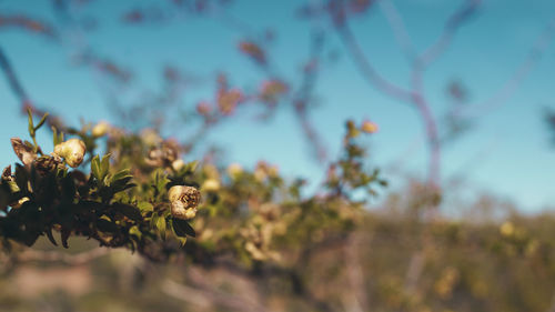 Close-up of flowering plants on field