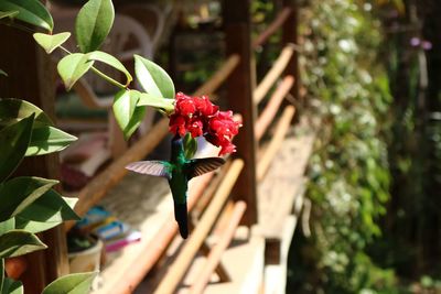 Close-up of hummingbird on a red flowering plant