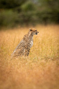 Cheetah sitting on field in zoo