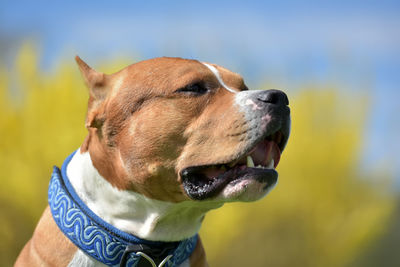 Close-up of a dog looking away