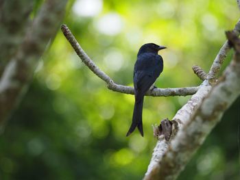 Close-up of drongo perching on branch