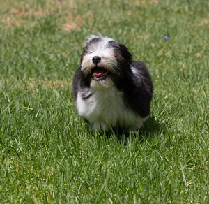 An adorable havanese puppy running through grass