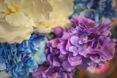 Close-up of pink hydrangea flowers