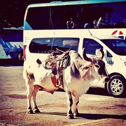 View of a horse cart