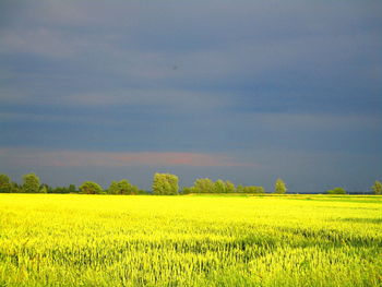 Scenic view of field against sky