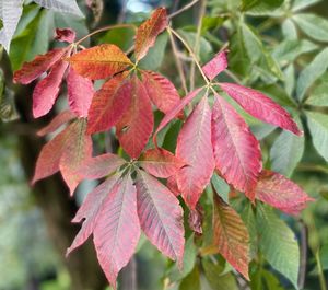 Close-up of leaves