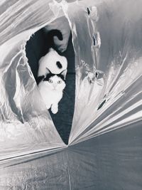 High angle view of cat in plastic