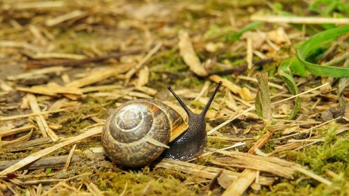 Macro shot of snail on ground