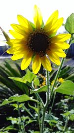 Close-up of fresh sunflower blooming outdoors