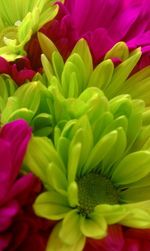 Full frame shot of multi colored flowering plant
