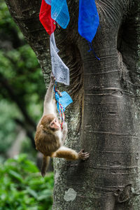 Monkey hanging on tree trunk