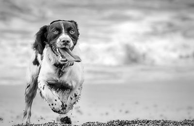 Close-up portrait of dog against sky