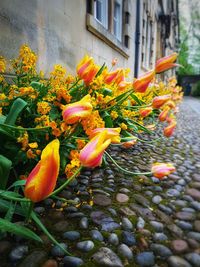 Close-up of yellow flowering plants