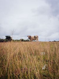 Horses in a field