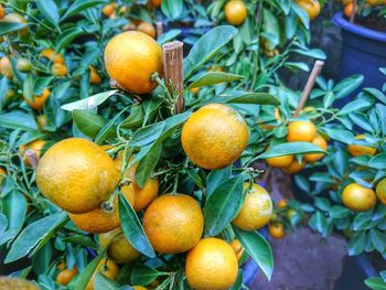 Oranges growing on plant